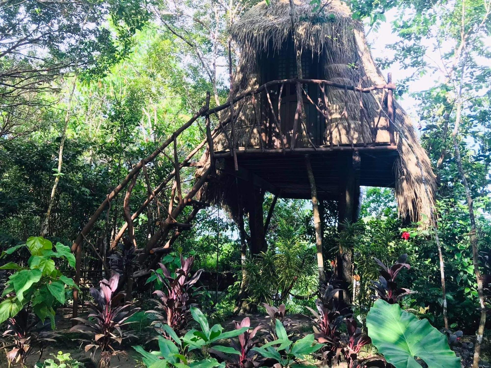 Sanctuaria Treehouses בוסואנגה מראה חיצוני תמונה
